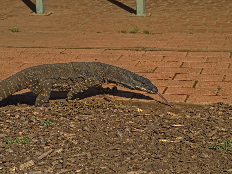 Goanna, Warrumbungle
